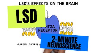 2Minute Neuroscience LSD [upl. by Jasik]