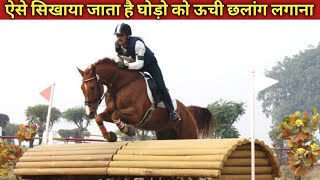 horses High Jumping Live Training  horses training Racing jumping riding horseriding [upl. by Jackelyn]