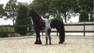 Friesian Stallion…SPECTACULAR dressage horse [upl. by Elacsap906]