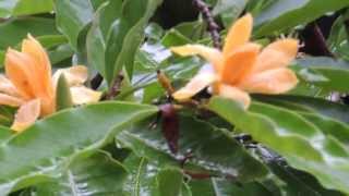 Michelia Champaca Sonchafa Flowers in Rain Vid1 [upl. by Hanahsuar]