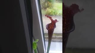 Flytrap plant types  The Venus Flytrap Trumpet Pitcher and Nepenthes 🌱🌱 Shorts Flytraps [upl. by Kerianne]