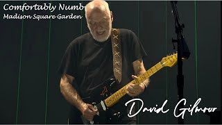 Comfortably Numb  David Gilmour  Madison Square Garden  NYC  Nov 6 2024 [upl. by Eelanaj]