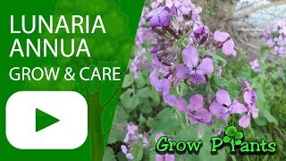 Lunaria annua  grow and care [upl. by Ledah949]