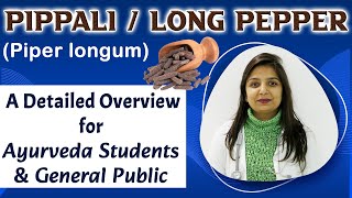 Pippali  Long pepper Piper longum A Detailed Overview for Ayurveda Students amp General Public [upl. by Drooff]