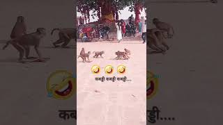 kabaddi kabaddi kabaddi new funny comedy monkey animals memes dubbing game ytshorts [upl. by Ithsav]