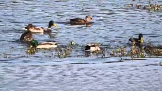 Stockenten jagen und fressen Fische Eifel Ulmen Jungferweiher 13102015 [upl. by Tedman840]