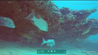 How to catch Hogfish part 2  Structures to fish [upl. by Aidole]