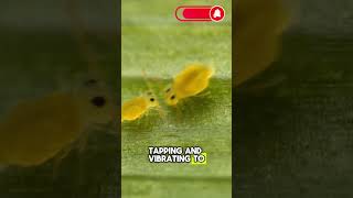 The Incredible Mating Dance of the Springtail Bug [upl. by Yensehc]