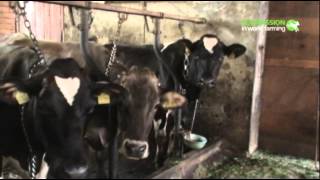 Investigation into the farming of dairy cows in Europe [upl. by Mohsen]