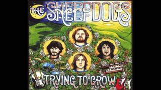 The Sheepdogs  Shine On [upl. by Daven118]