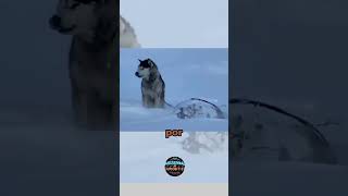 O Cão Que Enfrenta o Frio Extremo do Alaska shorts curiosidades [upl. by Sheelah166]