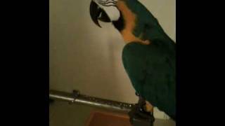 Macaw  Parrot cursing Angry Bird saying WTF [upl. by Aivyls592]