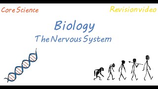 B1 The Nervous System Revision [upl. by Cressler]