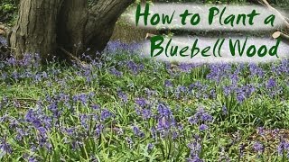 How to Plant Bluebells  Brimwood Farms New Bluebell Wood [upl. by Arela]