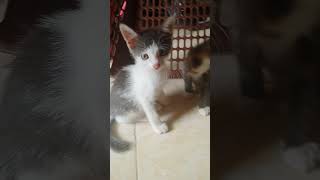 Anakan Kucing Blasteran Indonesia Jerman kucing Naturisasi [upl. by Inalem279]