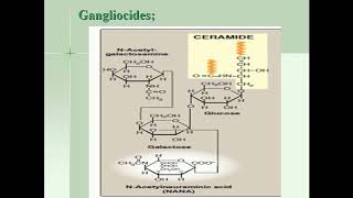 Lecture of Dr Amir Mughal On Topic Glycolipids Structureclassification and biochemical functions [upl. by Rome950]