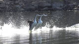 Western Grebes Rushing Lake Hodges Oct 20 2019 [upl. by Camarata469]