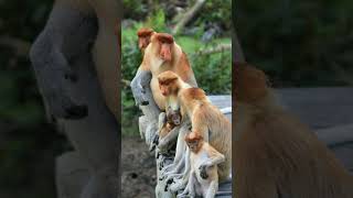 Proboscis Monkey Nasalis larvatus  Observed in Description [upl. by Dowzall915]