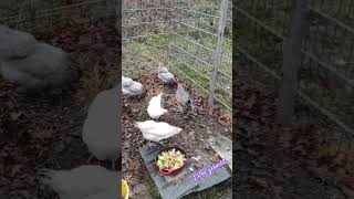 KartoffelnGemüse gekocht und mit liebe gefütterthühnerkücken garden hühnerhalten [upl. by Grani]