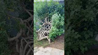 A chair grown naturally from a tree funfacts [upl. by Athalee615]