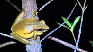 Vocalização de Hypsiboas albopunctatus [upl. by Thaddaus]