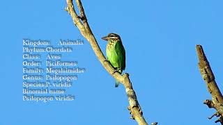 Whitecheeked barbet Call Chinnakutturuvan [upl. by Chaffee]