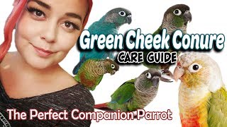 Green Cheek Conure Care  A Complete Guide [upl. by Kwapong]