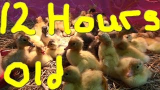 Freys Hatchery 1st Hatch Day amp Duckling Rescue 67 Hatching Duck amp Goose Eggs [upl. by Folberth]