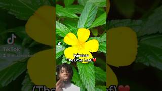 Damiana 🌼❤️🌌💫 Get Organic Damiana At Gobeyond5dcom 🧘🏾‍♂️💜💫 [upl. by Annalise]