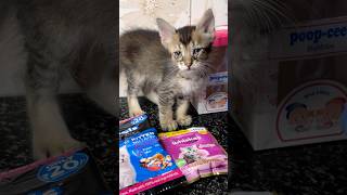 പയ്യന്റെ ആദ്യത്തെ Unboxing ആണേയ്😜 Cat loverscat unboxingpet worldwhiskas food shortvideo [upl. by Calvinna596]