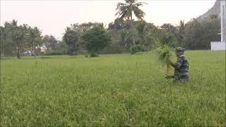 TRADITIONAL WEEDING THE PADDY FIELD KASI RAYAPPA [upl. by Ydde]