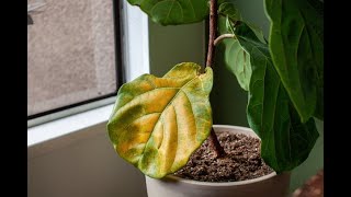 Basic Houseplant Troubleshooting 7 Common Indoor Plant Problems [upl. by Monty]