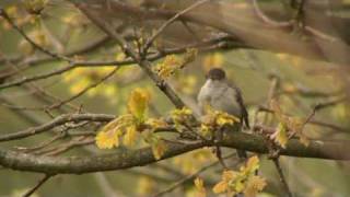 Blackcap Singing [upl. by Atnoved]