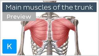 Main muscles of the trunk preview  Human Anatomy  Kenhub [upl. by Ydne]