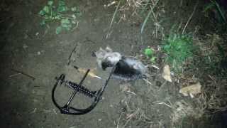 Mole capture with an Out OSight Mole Trap [upl. by Gellman]