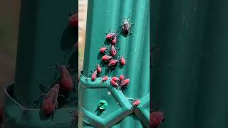 How to Get Rid of Boxelder Bugs [upl. by Aynahs]