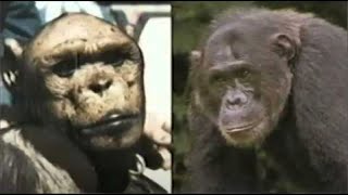 OLIVER the HUMANCHIMP HYBRID  HUMANZEE A Quick Summary of His Life [upl. by Annawd]