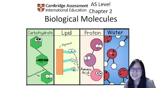 Chapter 21  Carbohydrates  Cambridge ALevel 9700 Biology [upl. by Gurolinick]