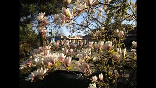 Saucer Magnolia tree in bloom [upl. by Hadeehuat]