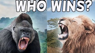 Who Wins In A Fight Gorilla Vs Lion [upl. by Chessa401]