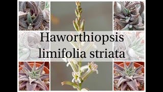 Haworthiopsis limifolia striata [upl. by Nobell]