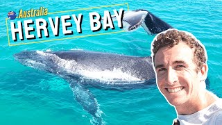 Whale Watching at Hervey Bay in Queensland 6 hour whale tour [upl. by Nirrak]