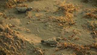 The Texas Bucket List  Kemps Ridley Sea Turtle Release [upl. by Lal]