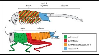 ¿CÓMO SE PRODUCEN LOS GRANDES SALTOS EN LA EVOLUCIÓN BIOLÓGICA GENES Y DESARROLLO [upl. by Pelagia178]