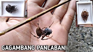 DIGMAAN NG MGA GAGAMBANG PANLABAN  Labanan ng Gagamba [upl. by Eittam]