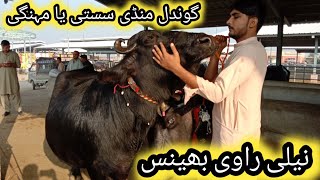 Nili Ravi BuffaloesNili Ravi Buffaloes Latest update Gondal Mandimylifechannel [upl. by Matelda530]