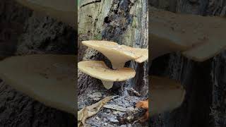 The Dryads Saddle  Edible Mushroom [upl. by Karyn813]