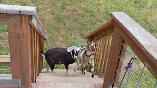 Baby goats playing on the deck [upl. by Ateloj]