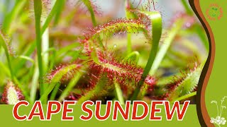 CAPE SUNDEW Information and Growing Tips Drosera capensis [upl. by Oralie]