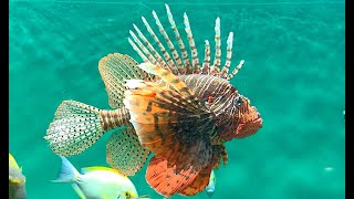 ハナミノカサゴ Red lionfish Pterois volitans [upl. by Ayidan]